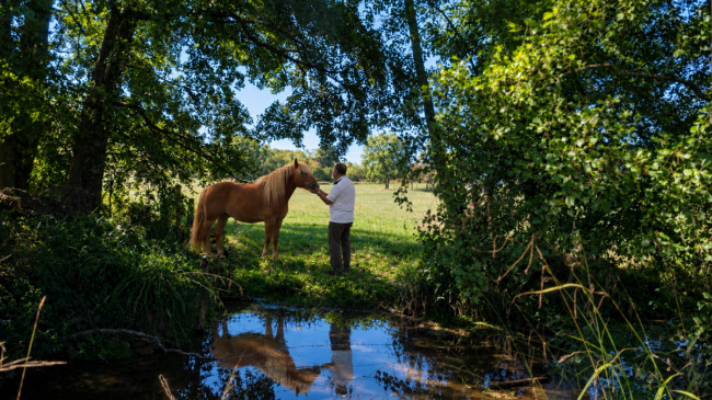 5 séances d'accompagnement avec les chevaux pour adulte